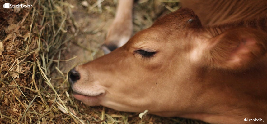 Animali uccisi all'Istituto Agrario
